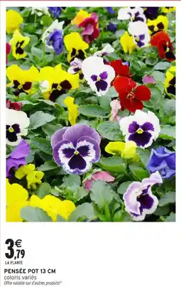 Intermarché Hyper Pensée pot 13 cm offre