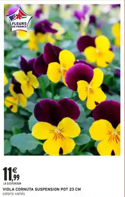 Intermarché Hyper Viola cornuta suspension pot 23 cm offre