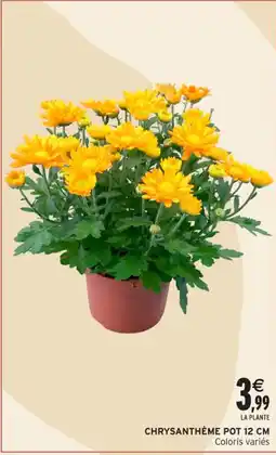 Intermarché Hyper Chrysanthème pot 12 cm offre