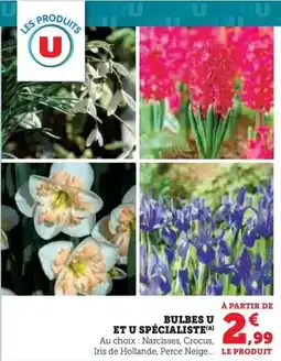 Hyper U U - bulbes et spécialiste offre