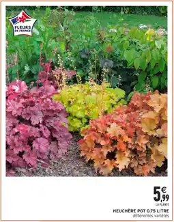 Intermarché Hyper Heuchère pot offre