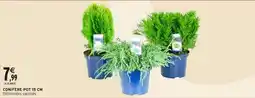 Intermarché Hyper Conifère pot 15 cm offre