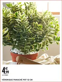 Intermarché Hyper Véronique panaché pot 12 cm offre