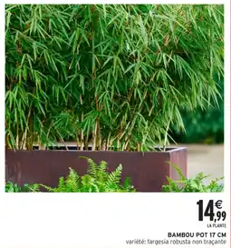 Intermarché Hyper Bambou pot 17 cm offre