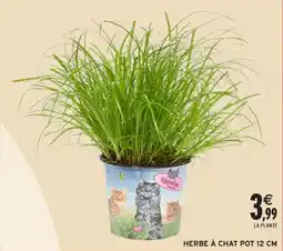 Intermarché Hyper Herbe à chat pot 12 cm offre