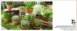 Intermarché Hyper Plante aromatique offre
