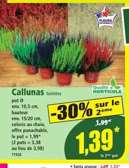 Norma Callunas offre