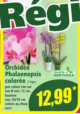 Norma Orchidée Phalaenopsis colorée offre