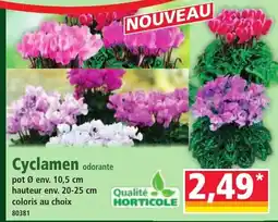 Norma Cyclamen odorante offre