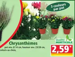 Norma Chrysanthèmes offre