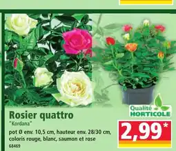Norma Rosier quattro offre