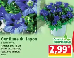 Norma Gentiane du Japon offre