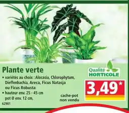 Norma Plante verte offre