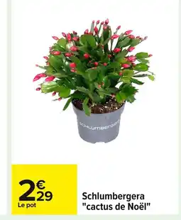 Carrefour Schlumbergera cactus de Noël offre