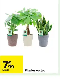 Carrefour Plantes vertes offre
