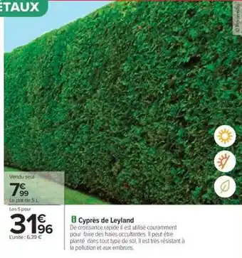 Carrefour Cyprès De Leyland offre