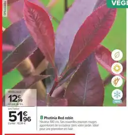 Carrefour Photinia Red robin offre