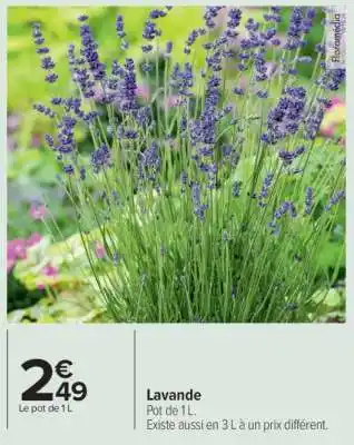 Carrefour Lavande offre