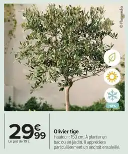 Carrefour Olivier tige offre