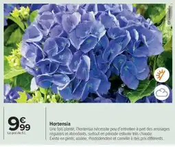 Carrefour Hortensia offre