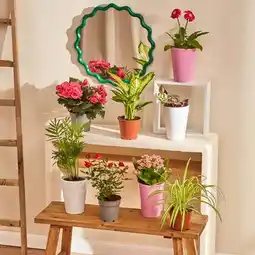 Carrefour Market Plante Fleurie ou Verte offre