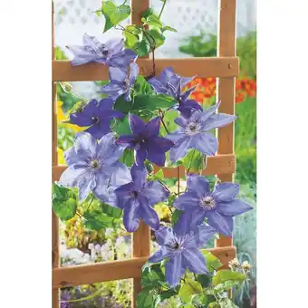 Carrefour Plantes grimpantes offre