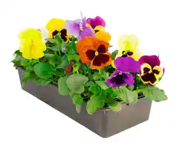 Carrefour Pensée offre