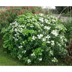 Carrefour Oranger du Mexique offre