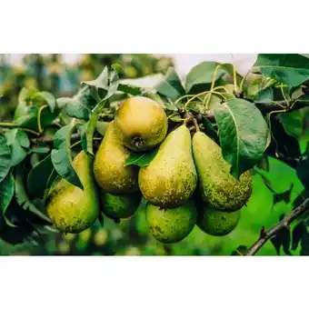 Carrefour Fruitier en motte prêt à planter offre