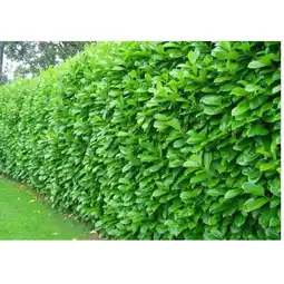 Carrefour Laurier palme offre