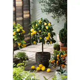 Carrefour Citronnier 4 saisons offre
