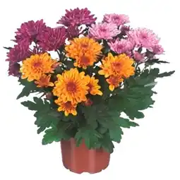 Carrefour Chrysanthème multi fleurs offre