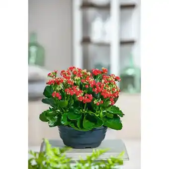 Carrefour Kalanchoe offre