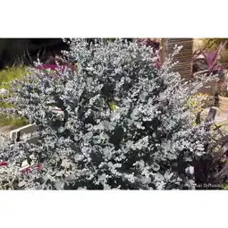 Carrefour Eucalyptus Gunni Silveranna offre
