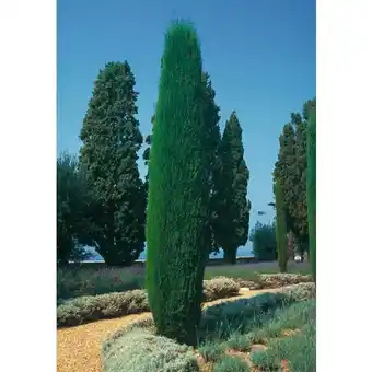 Carrefour Cyprès de Provence offre