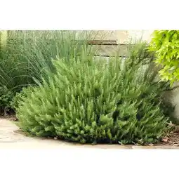 Carrefour Plante aromatique offre