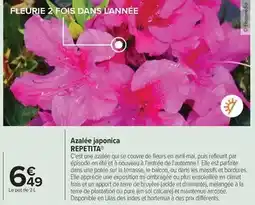 Carrefour Plantation - azalee japonica offre