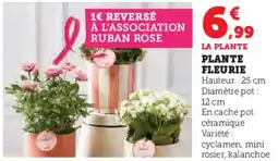 U Express Plante fleurie offre