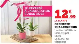 U Express Orchidee phalaenopsis offre