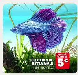 Animalis Sélection de Betta mâle offre