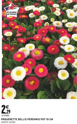 Intermarché Pâquerette bellis perennis pot 10 cm offre