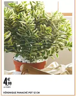 Intermarché Véronique panaché offre