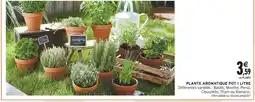 Intermarché Plante aromatique Basilic offre