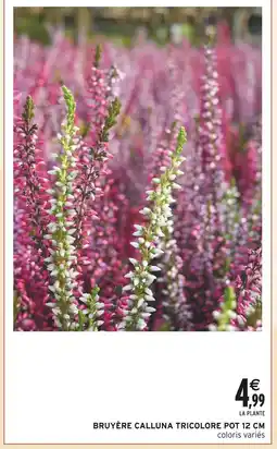 Intermarché Bruyère Calluna Tricolore Pot 12 cm offre
