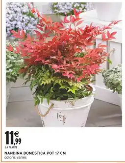 Intermarché Nandina domestica offre