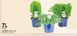 Intermarché Conifère pot 15 cm offre