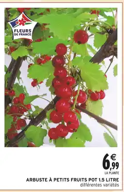 Intermarché Arbuste à petits fruits pot 1.5 litre offre
