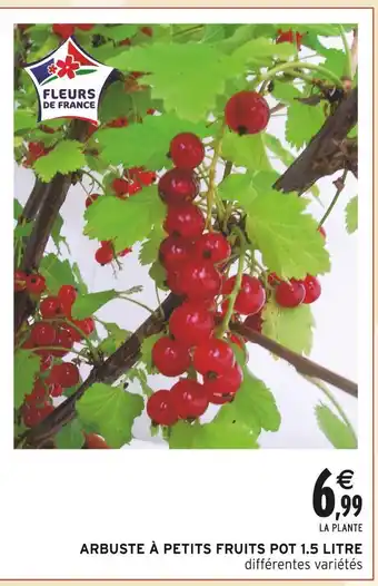 Intermarché Arbuste à petits fruits pot 1.5 litre offre