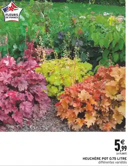 Intermarché Heuchère pot 0.75 litre offre