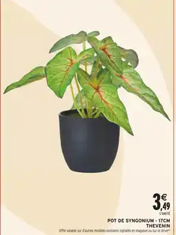 Intermarché THEVENIN Pot de syngonium - 17cm offre